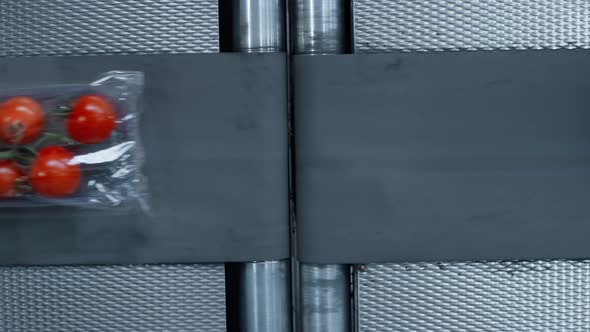 Plastic Tomato Packs Conveyor Moving Fresh Organic Vegetables Working Close Up alt