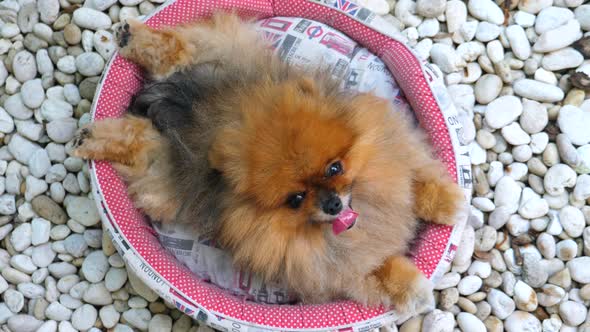 funny pomeranian pictures