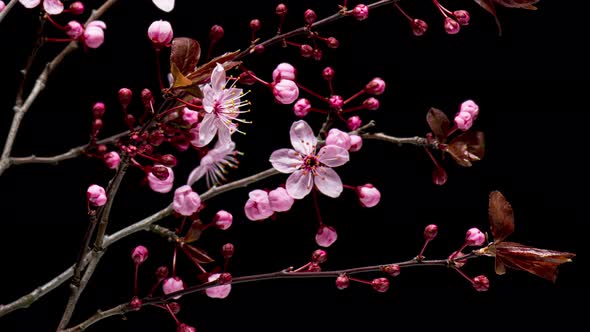 Time Lapse Branch with Flowers