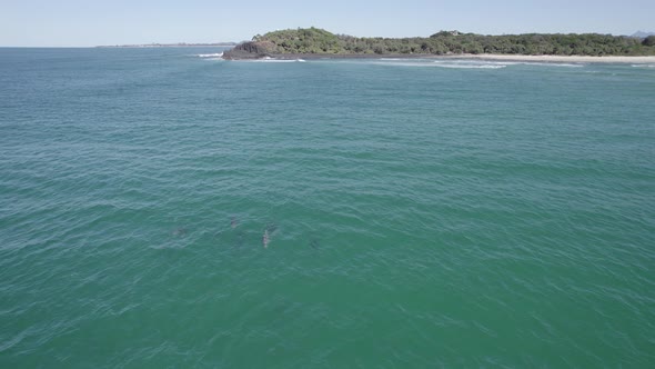 Bottlenose Dolphin Pod Swimming Under Sea Surface In New South Wales, Australia With Background View alt