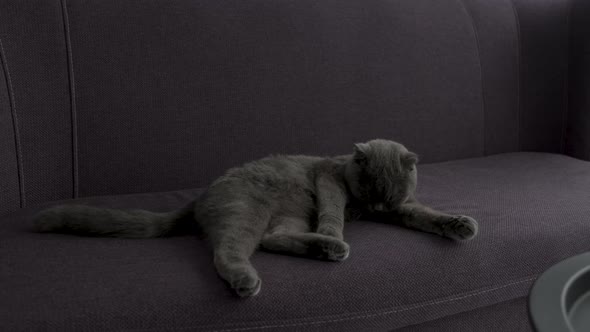 Scottish Fold Cat Laying on the Sofa Home Pet Relaxing