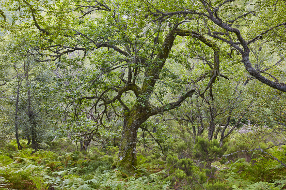 Old oak tree in the forest. Muniellos Biosphere reserve. Spain Stock ...