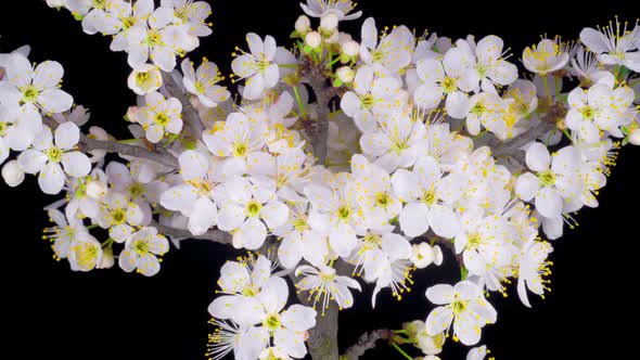 White Flowers Blossoms on the Branches Cherry Tree alt