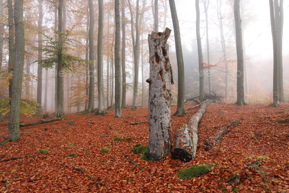 Beech forest in autumn - Stock Photo - Images