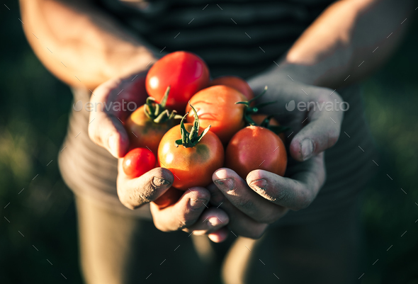 Farmer holding fresh tomatoes at sunset. Food, vegetables, agriculture - Stock Photo - Images