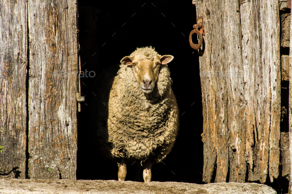 Wool Sheep and an Ancient Wooden Door - Stock Photo - Images
