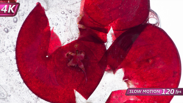 Squeeze A Couple Of Cowberry alt