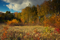 Forest and meadow in sunny autumn day - PhotoDune Item for Sale