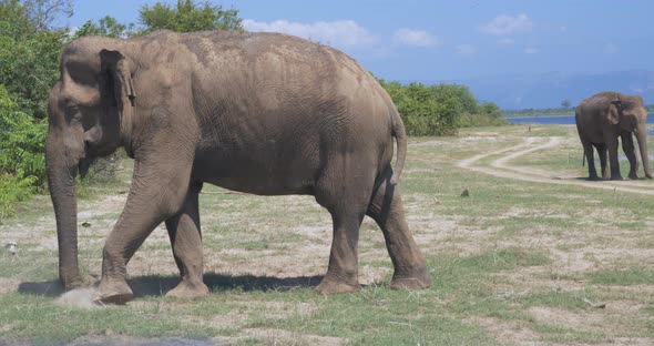 Close Up of Elephants in a Udawalawe National Park of Sri Lanka