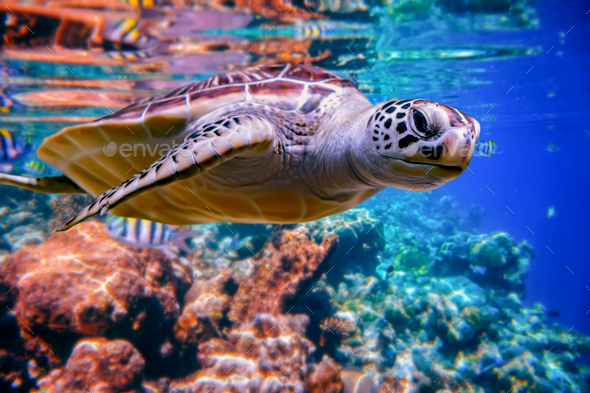 Sea turtle swims under water on the background of coral reefs Stock