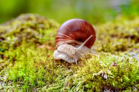 Helix pomatia also Roman snail, Burgundy snail - Stock Photo - Images