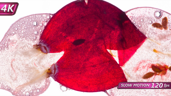 Squeeze Juice From Cranberries alt