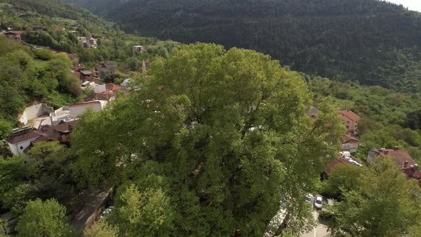 Aerial Century Sycamore Tree alt