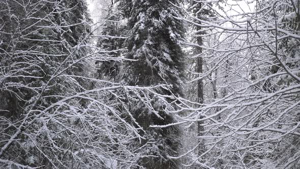 Snowfall in A Winter Forest