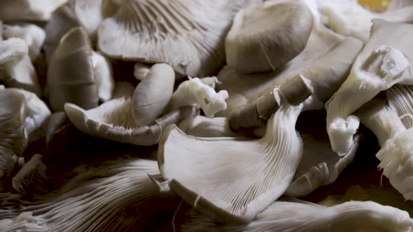 Slider shot of all the pieces of the cluster of oyster mushrooms cut off. alt