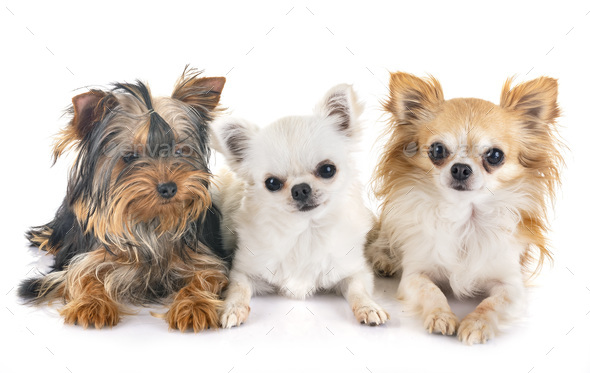 chihuahua and yorkshire terrier