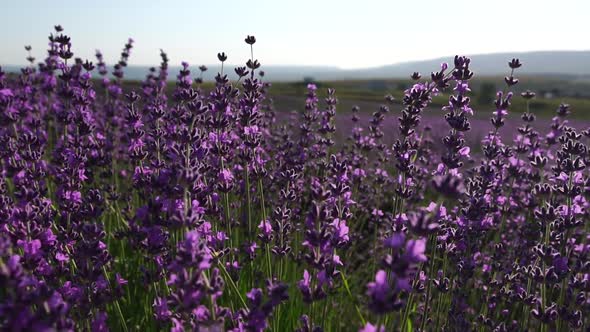 Young Woman with Long Hair Gently Caress Lavender Bushes with Hand alt