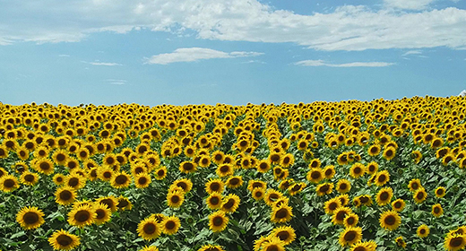 Field Of Sunflower
