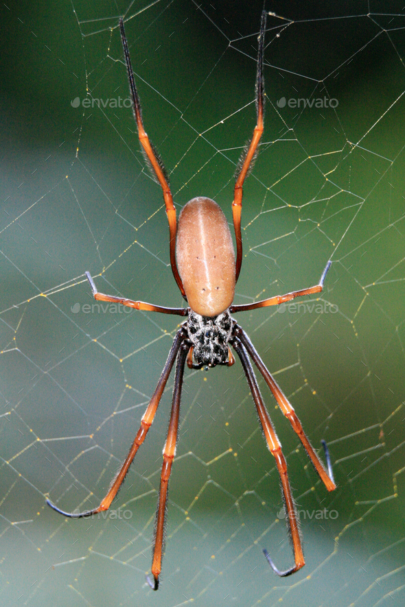 Spider - Fraser Island, UNESCO, Australia Stock Photo by imagexphoto