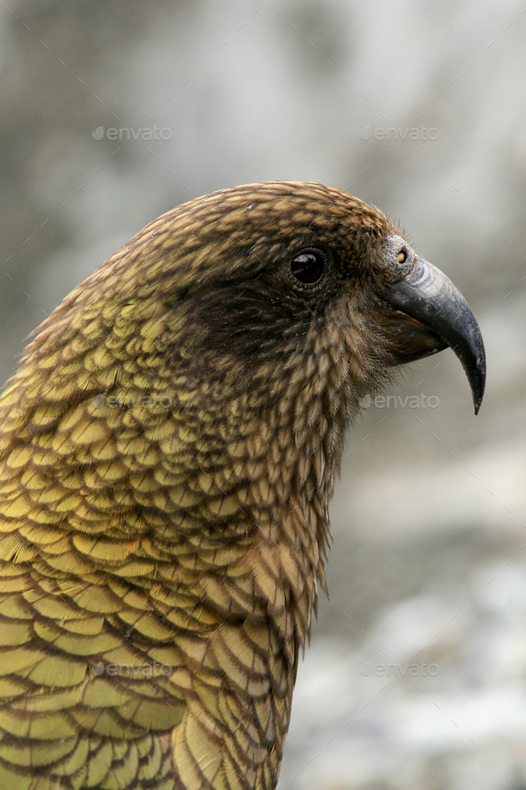Kea Bird Mountain Parrot Franz Josef Glacier New Zealand Stock Photo By Imagexphoto
