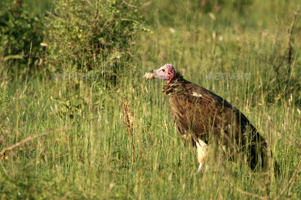 Vulture - Serengeti, Tanzania, Africa - Stock Photo - Images