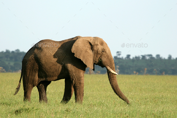 African Elephant, Tanzania, Africa - Stock Photo - Images