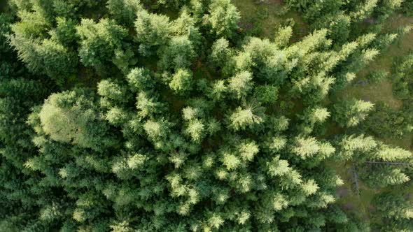 Beautiful Mountainous Area. Forest in the Mountains. View From Above. Trees Grow on Hills. Ukrainian