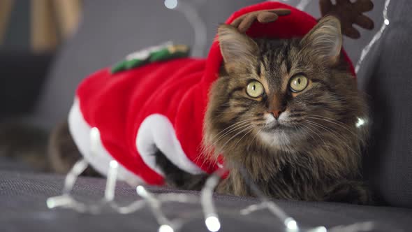 Close Up Portrait of a Tabby Fluffy Cat Dressed As Santa Claus Lies on a Background of Christmas alt