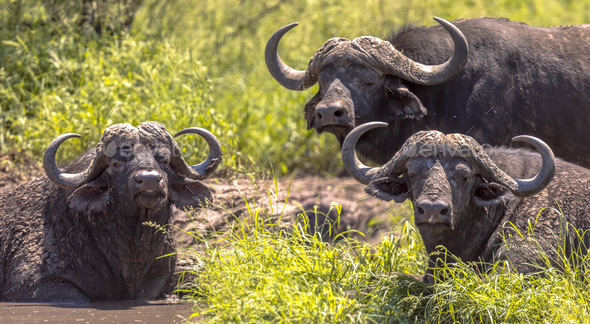 African buffalos bathing - Stock Photo - Images