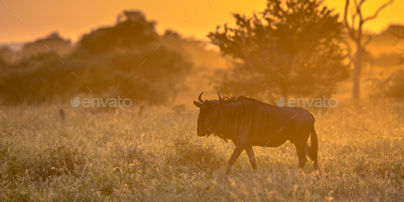 Savanna Orange light with wildebeest on S100 Kruger - Stock Photo - Images