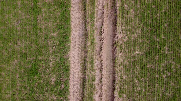 Aerial view of lines of tractor tracks and crops freshly planted in a field in spring, farming agric alt