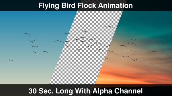 Flying Bird Flock Forward