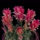 Time-lapse of blooming red cactus buds - VideoHive Item for Sale