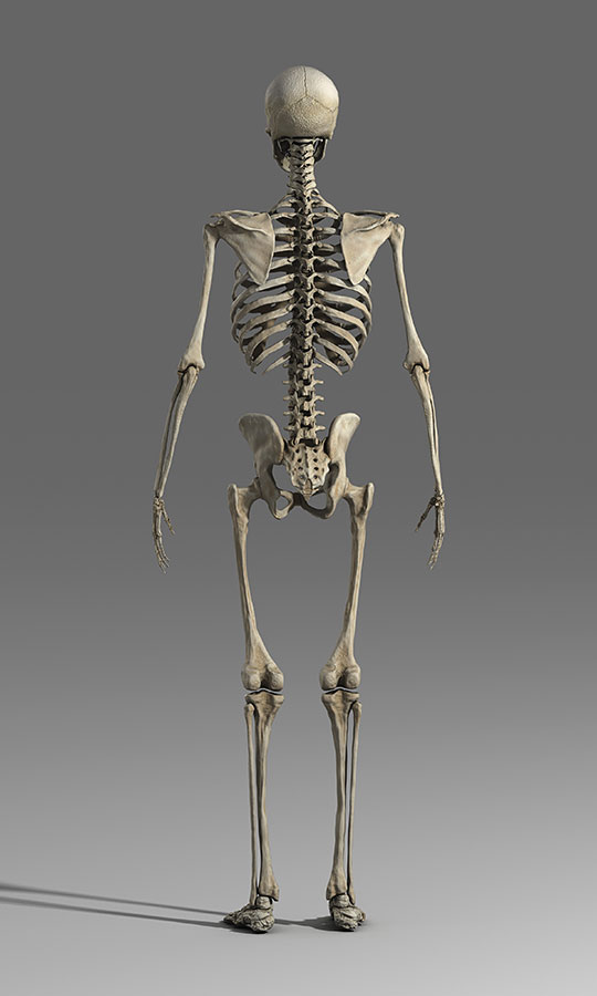 Human Anatomy Skeleton by celiksert | 3DOcean