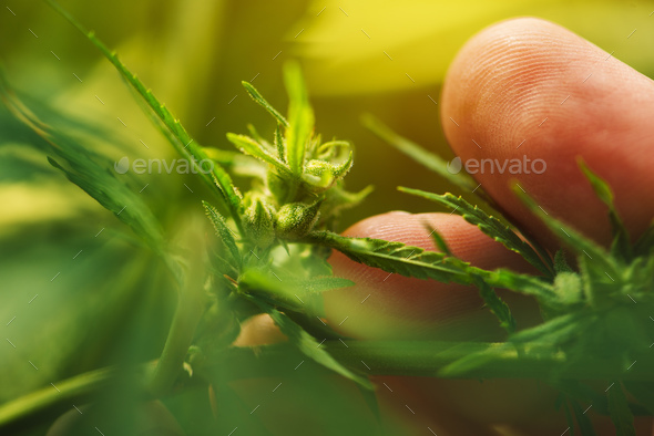 Farmer is examining cannabis hemp male plant flower development