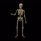 The Skeleton Examines its Body - VideoHive Item for Sale