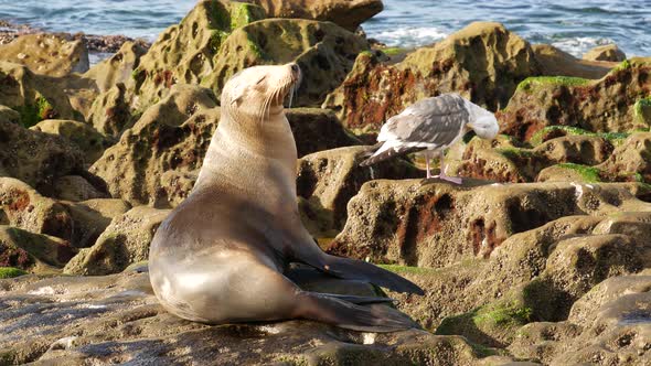 Sea Lion on the Rock in La Jolla. Wild Eared Seal Resting Near Pacific Ocean on Stone. Funny