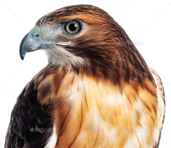 Red Hawk Closeup - Stock Photo - Images