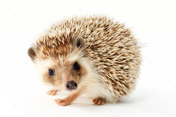 hedgehog, erinaceus albiventris - Stock Photo - Images