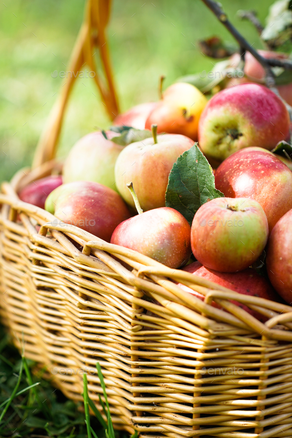 Fresh Organic Apples Stock Photo by mythja