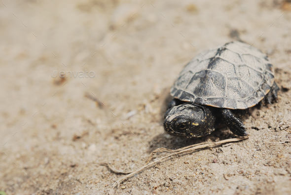 Baby turtle - Stock Photo - Images