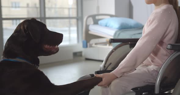 Pretty Preteen Girl in Wheelchair Training Labrador Dog in Hospital Ward, Stock Footage