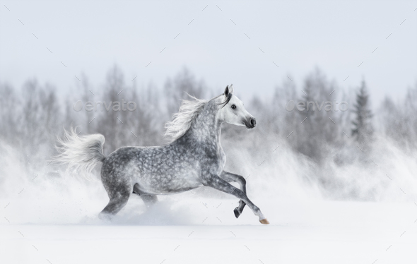 Purebred grey arabian horse galloping during blizzard. - Stock Photo - Images