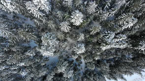 Christmas Trees in the Snow