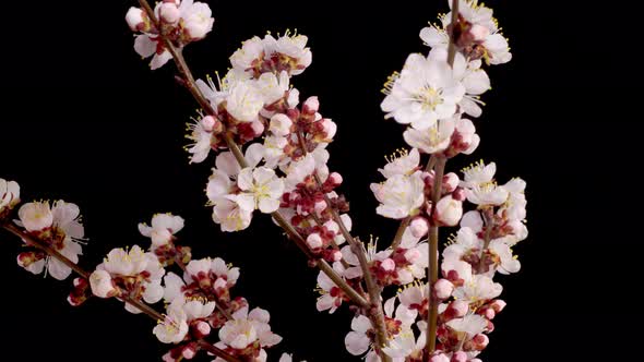 White Flowers Blossoms on the Branches of Apricot Tree alt