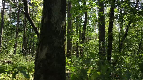 Forest with Trees on a Summer Day Slow Motion alt