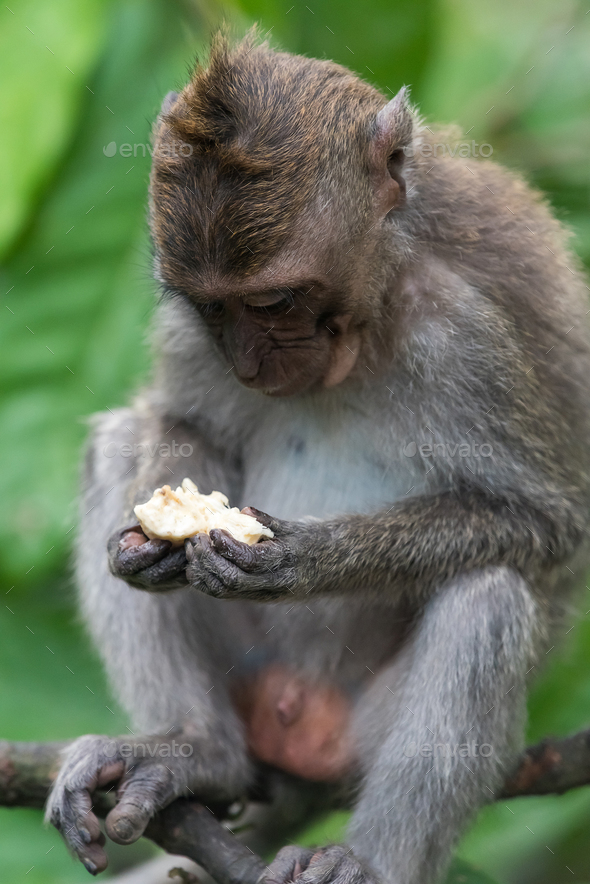 Cute Macaque in Ubud, Bali - Stock Photo - Images