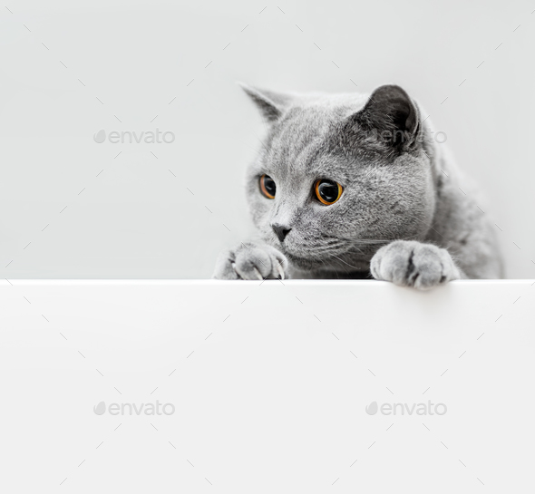 Cute Playful Grey Cat Leaning Out Stock Photo By Photocreo Photodune