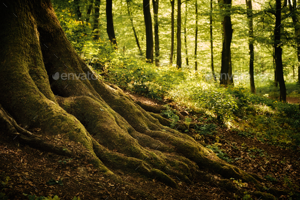 Old Big Tree Roots On The Spring Forest Stock Photo By Linux87 Photodune