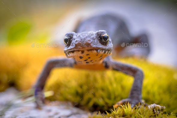 Alpine newt frontal on moss and rocks